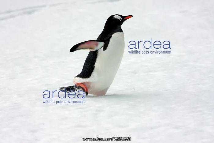 : A Gentoo penguin (Pygoscelis papua) at Livingston : A Gentoo penguin (Pygoscelis papua) at Livingston