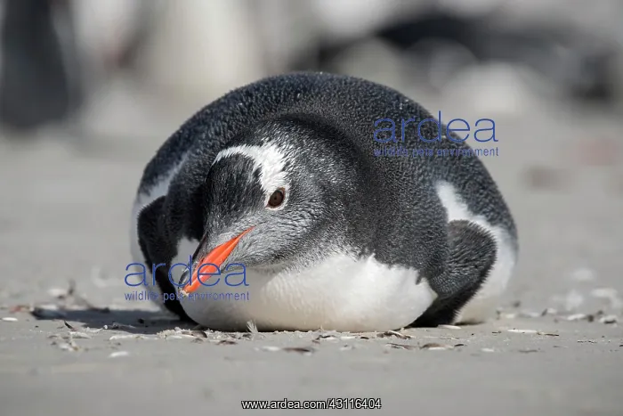 : Gentoo penguin (Pygoscelis papua) is located at : Gentoo penguin (Pygoscelis papua) is located at