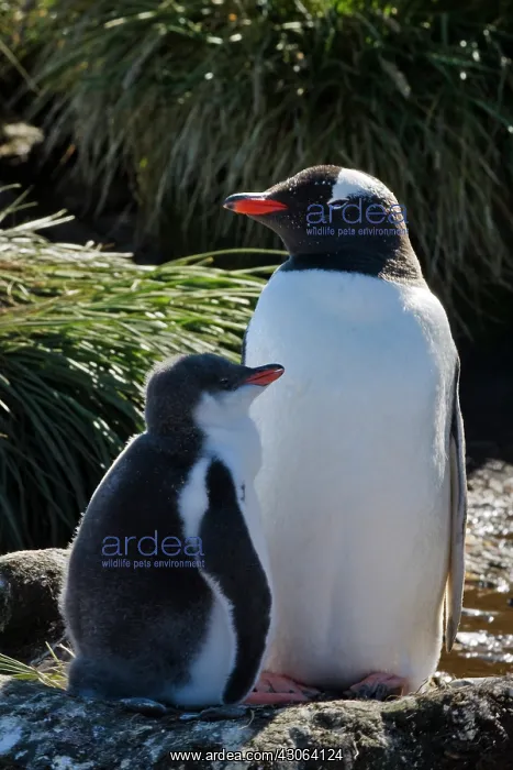 : Gentoo Penguin (Pygoscelis papua), mother : Gentoo Penguin (Pygoscelis papua), mother