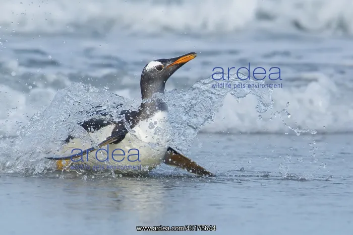 : Gentoo Penguin (Pygoscelis papua) returning to land through the waves in the Falkland Islands : Gentoo Penguin (Pygoscelis papua) returning to land through the waves in the Falkland Islands