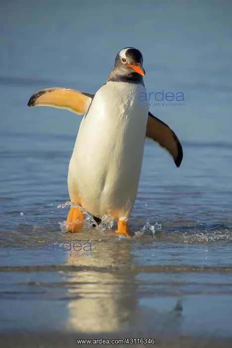: Gentoo penguin (Pygoscelis papua), Saunders Island : Gentoo penguin (Pygoscelis papua), Saunders Island
