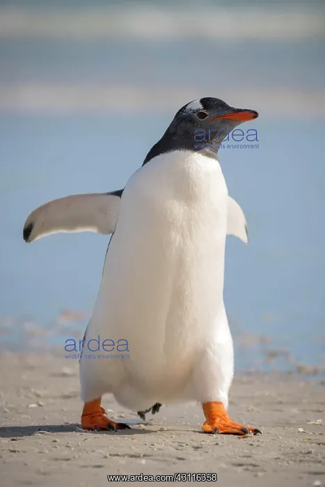 : Gentoo penguin (Pygoscelis papua), Saunders Island : Gentoo penguin (Pygoscelis papua), Saunders Island
