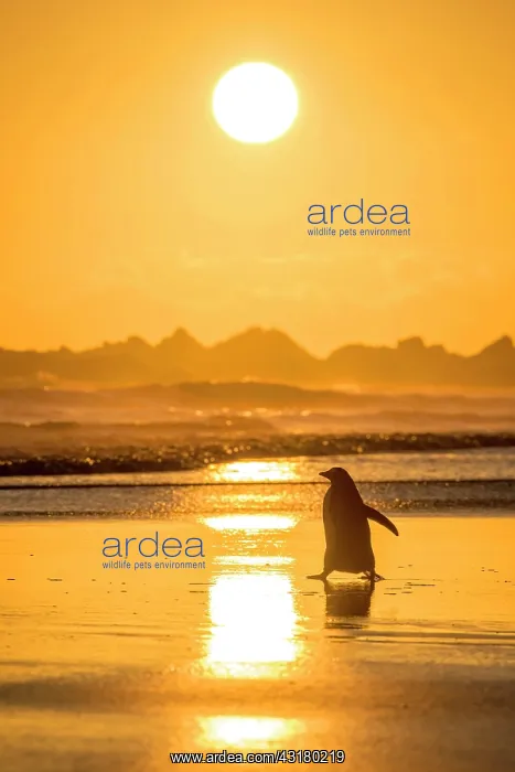 : Gentoo penguin (Pygoscelis papua) on the way to : Gentoo penguin (Pygoscelis papua) on the way to