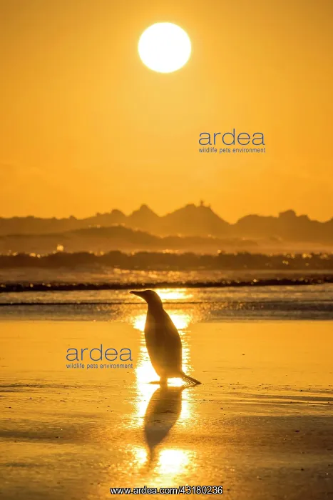 : Gentoo penguin (Pygoscelis papua) on the way to : Gentoo penguin (Pygoscelis papua) on the way to