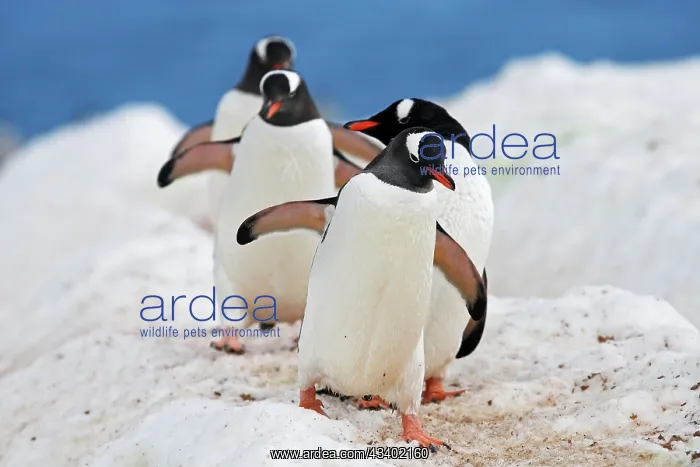 : Gentoo Penguin - Return to the colony : Gentoo Penguin - Return to the colony