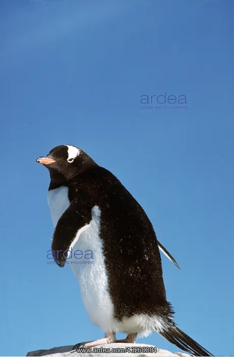 : GENTOO PENGUIN - on rock, against blue sky : GENTOO PENGUIN - on rock, against blue sky