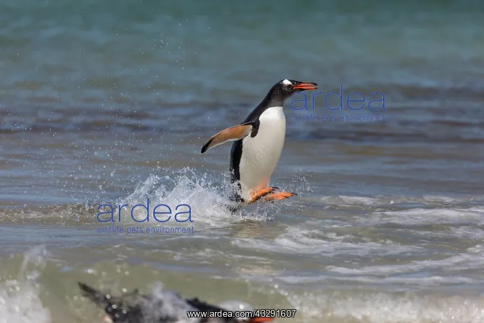 : Gentoo Penguin - In Surf - Falkland Islands : Gentoo Penguin - In Surf - Falkland Islands