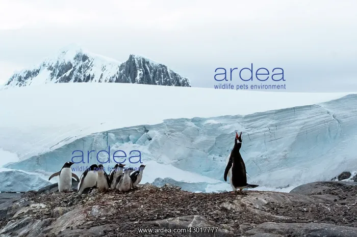  : Gentoo Penguin trumpeting