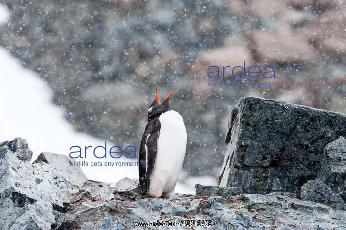: Gentoo Penguin trumpeting on rock : Gentoo Penguin trumpeting on rock