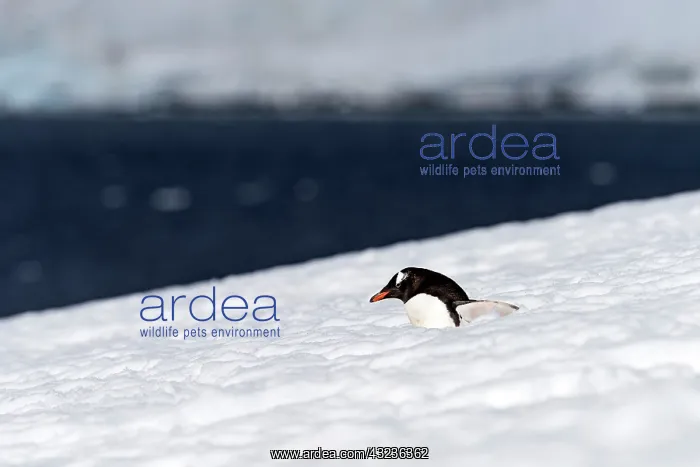  : Gentoo Penguin walking in the snow