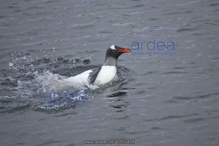 : Gentoo Penguin - Washing in shallow water : Gentoo Penguin - Washing in shallow water