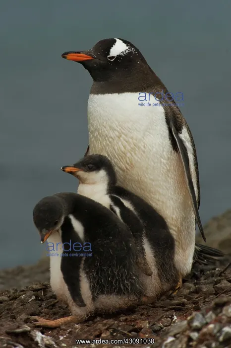 : Gentoo Penguin with Young : Gentoo Penguin with Young