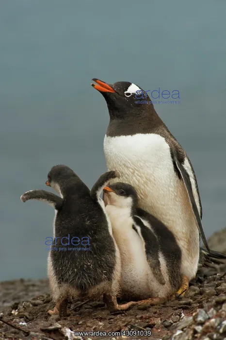 : Gentoo Penguin with Young : Gentoo Penguin with Young