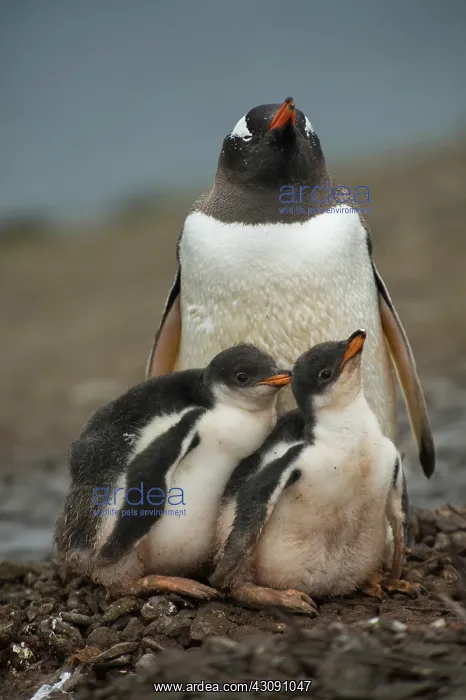 : Gentoo Penguin with Young : Gentoo Penguin with Young