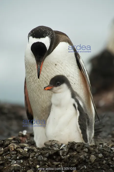 : Gentoo Penguin with Young : Gentoo Penguin with Young