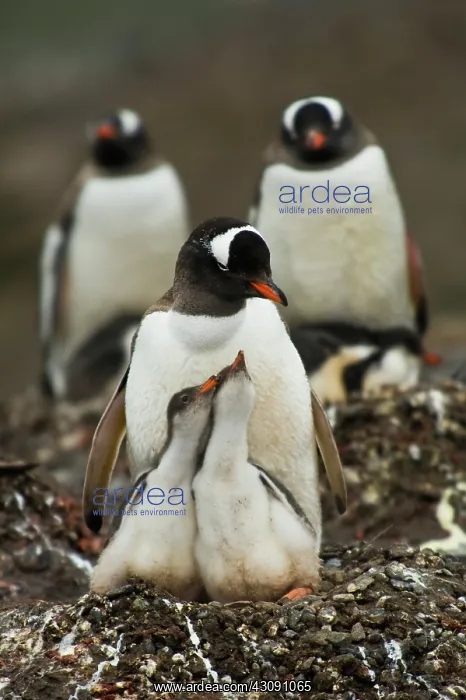 : Gentoo Penguin with Young : Gentoo Penguin with Young
