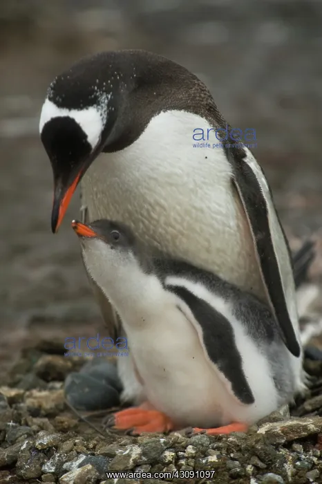 : Gentoo Penguin with Young : Gentoo Penguin with Young
