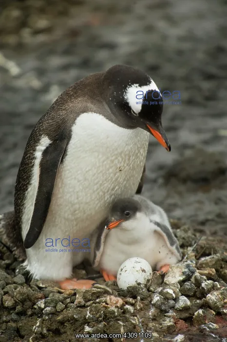 : Gentoo Penguin with Young : Gentoo Penguin with Young