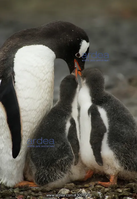 : Gentoo Penguin with Young : Gentoo Penguin with Young