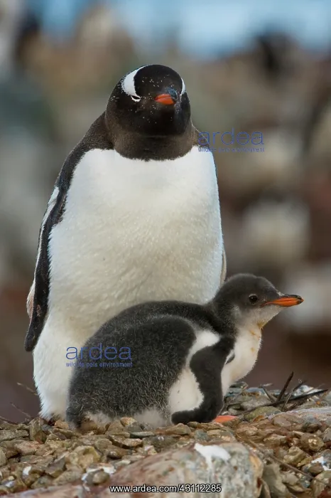 : Gentoo Penguin with Young : Gentoo Penguin with Young