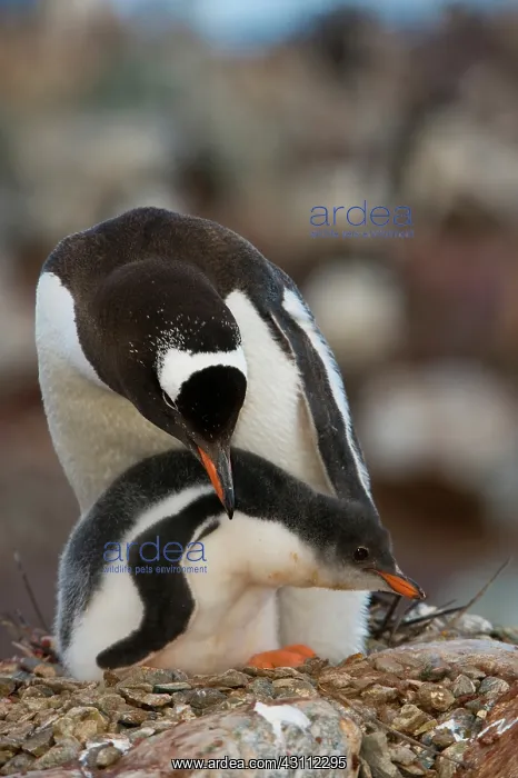 : Gentoo Penguin with Young : Gentoo Penguin with Young