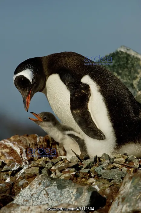 : Gentoo Penguin with Young : Gentoo Penguin with Young