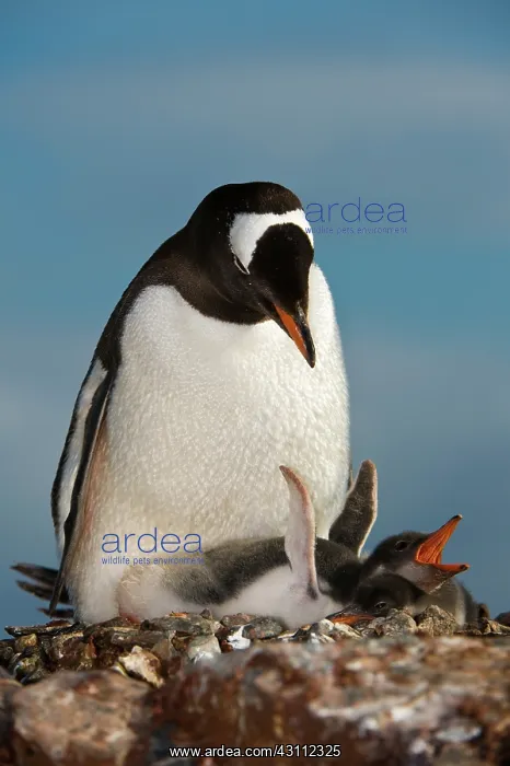 : Gentoo Penguin with Young : Gentoo Penguin with Young