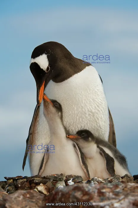 : Gentoo Penguin with Young : Gentoo Penguin with Young