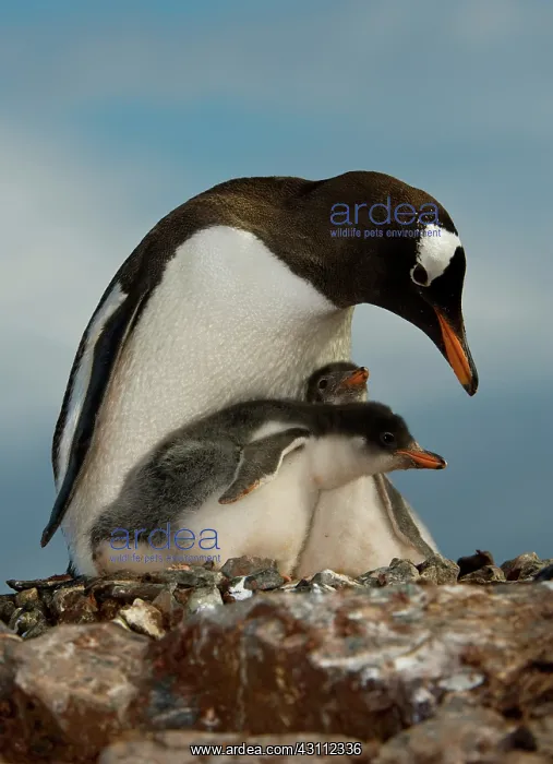 : Gentoo Penguin with Young : Gentoo Penguin with Young