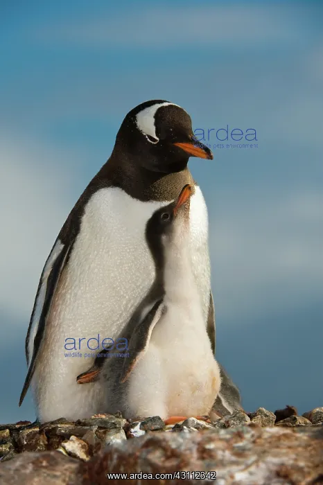 : Gentoo Penguin with Young : Gentoo Penguin with Young