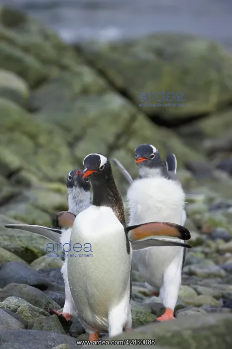 : Gentoo Penguin - young chasing adult for food : Gentoo Penguin - young chasing adult for food