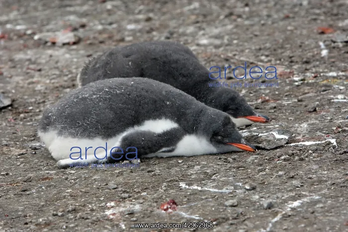 : Gentoo Penguin - young - Hannah Point - Livingston : Gentoo Penguin - young - Hannah Point - Livingston