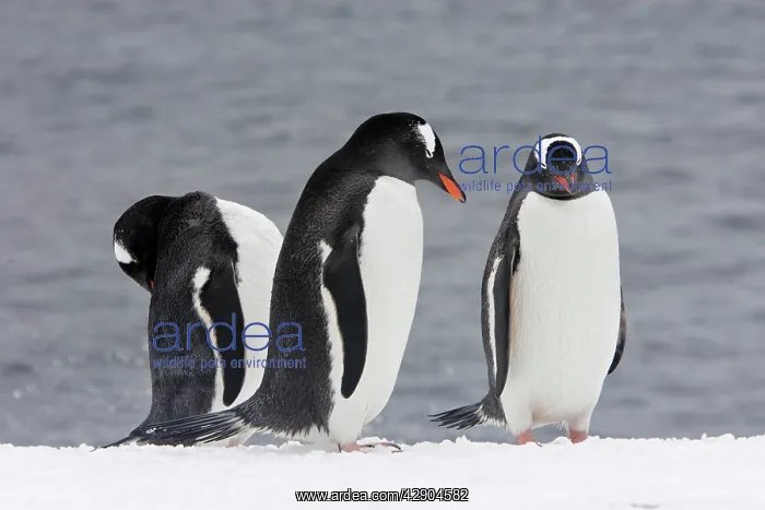 : Gentoo Penguins : Gentoo Penguins