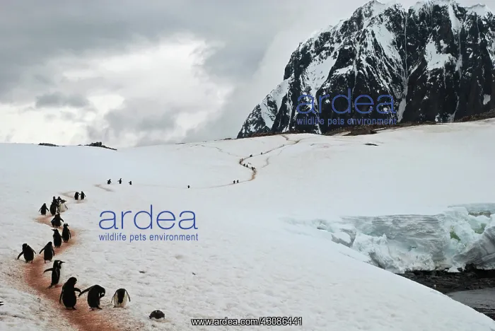 : Gentoo Penguins : Gentoo Penguins