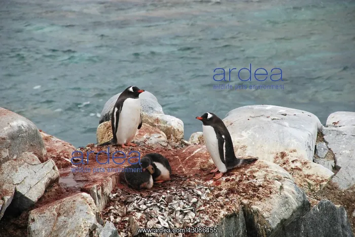 : Gentoo Penguins : Gentoo Penguins