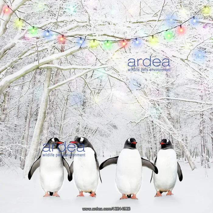 : Gentoo Penguins : Gentoo Penguins