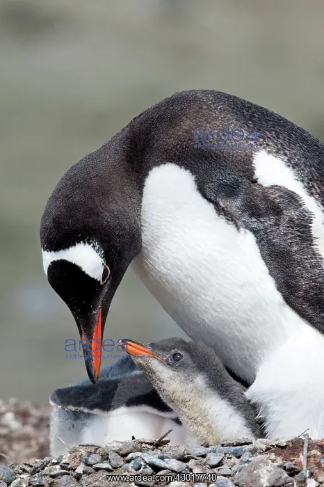 : Gentoo Penguins adult feeding chick on nest : Gentoo Penguins adult feeding chick on nest