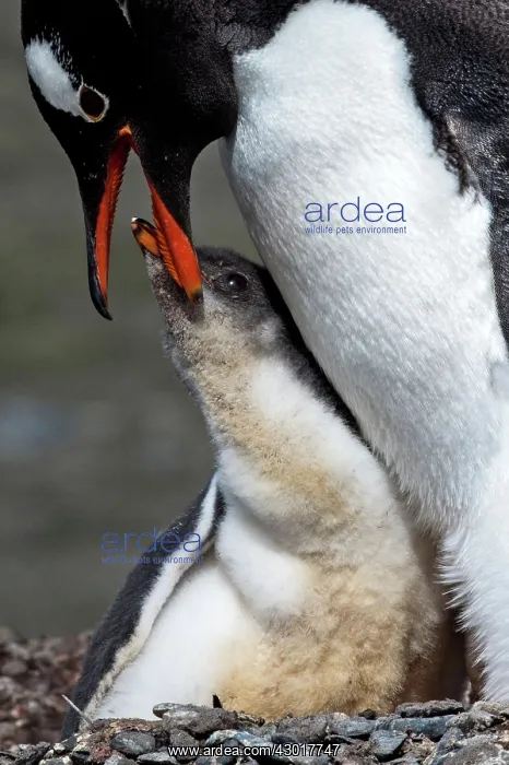 : Gentoo Penguins adult feeding chick on nest : Gentoo Penguins adult feeding chick on nest