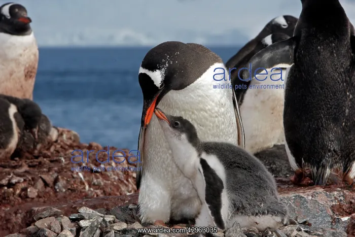 : Gentoo Penguins - adult feeding young by regurgitation : Gentoo Penguins - adult feeding young by regurgitation