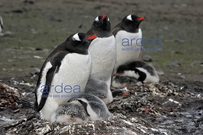 : Gentoo Penguins - adult & young - Barrientos island : Gentoo Penguins - adult & young - Barrientos island
