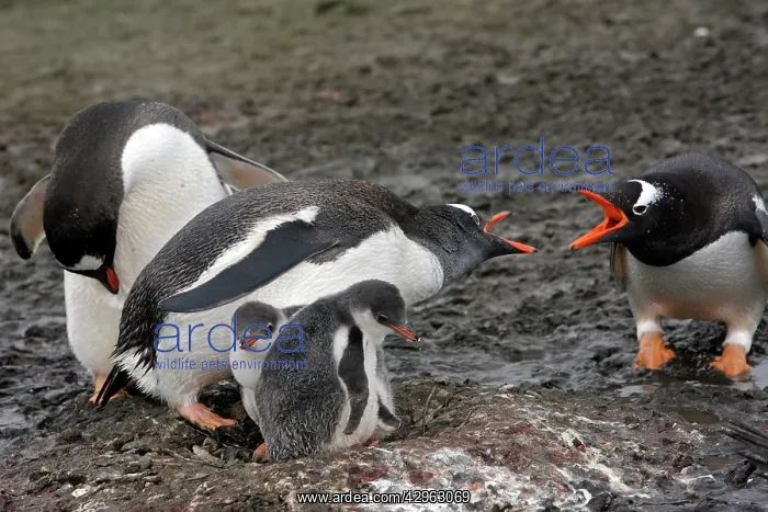 : Gentoo Penguins - adult & young - Barrientos island : Gentoo Penguins - adult & young - Barrientos island