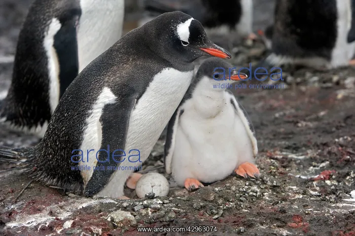 : Gentoo Penguins - adult & young - Barrientos island : Gentoo Penguins - adult & young - Barrientos island