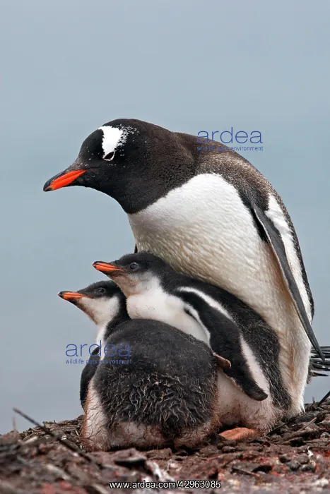 : Gentoo Penguins - adult & young - Barrientos island : Gentoo Penguins - adult & young - Barrientos island