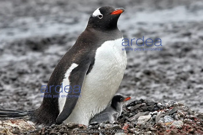 : Gentoo Penguins - adult & young - Barrientos island : Gentoo Penguins - adult & young - Barrientos island