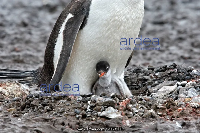 : Gentoo Penguins - adult & young - Barrientos island : Gentoo Penguins - adult & young - Barrientos island