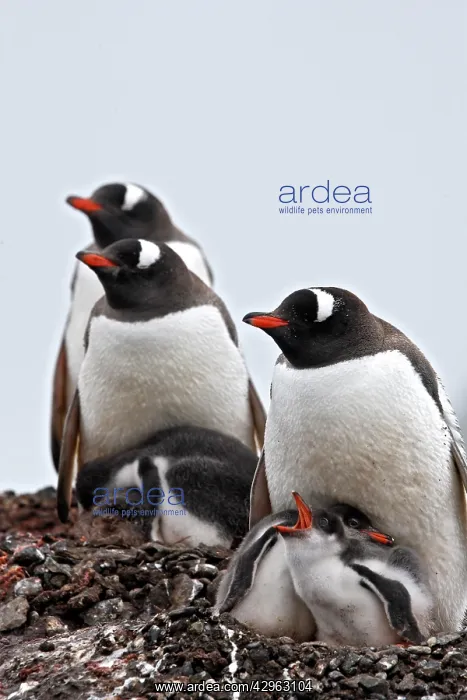: Gentoo Penguins - adult & young - Barrientos island : Gentoo Penguins - adult & young - Barrientos island