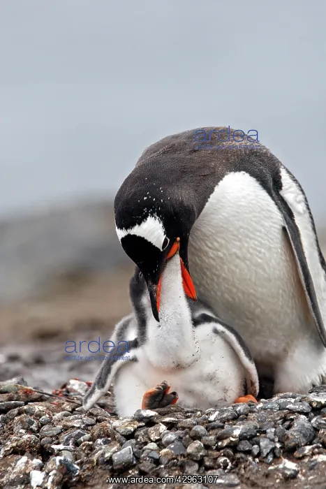 : Gentoo Penguins - adult & young - Barrientos island : Gentoo Penguins - adult & young - Barrientos island
