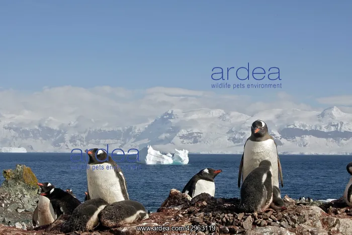 : Gentoo Penguins - adult & young - Barrientos island : Gentoo Penguins - adult & young - Barrientos island