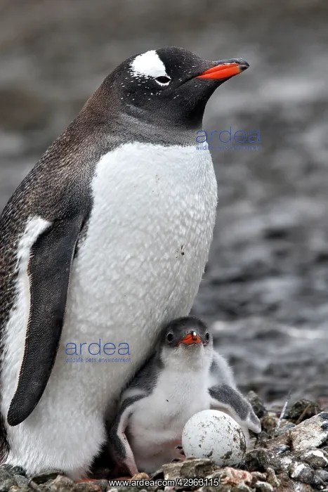 : Gentoo Penguins - adult young & egg - Barrientos : Gentoo Penguins - adult young & egg - Barrientos