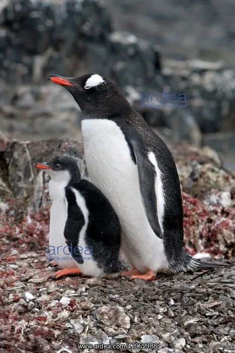 : Gentoo Penguins - Adult with young - Hannah Point : Gentoo Penguins - Adult with young - Hannah Point